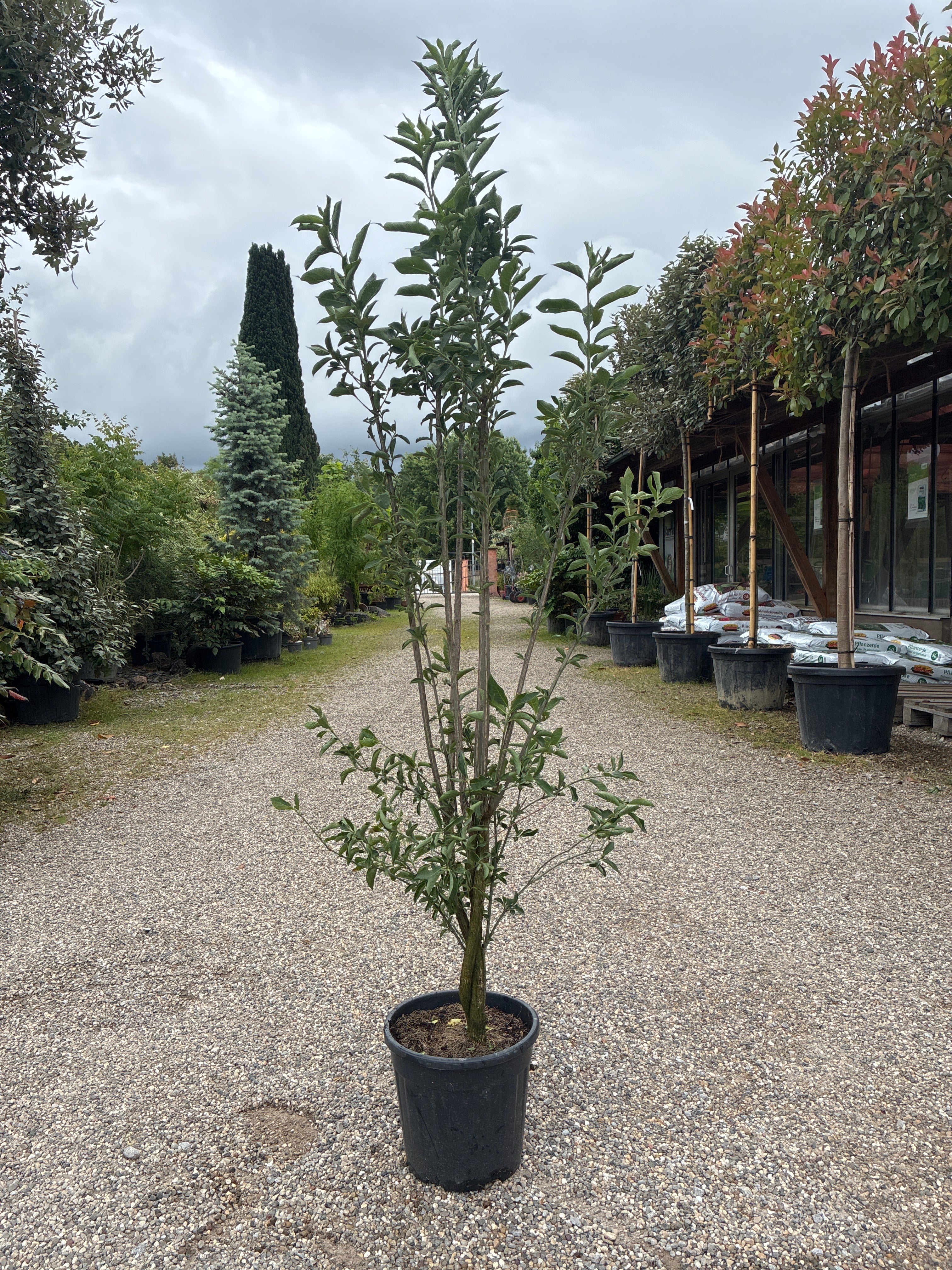 Pfaffenhütchen / Euonymus europaeus